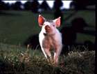 babe.gif
